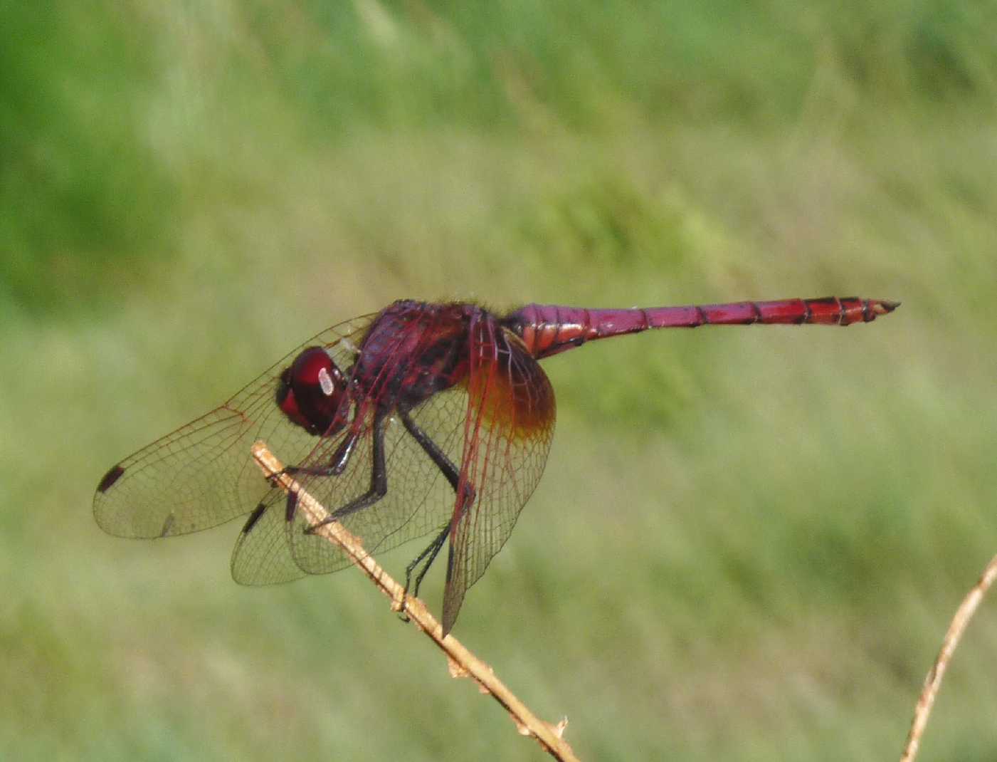 Trithemis annulata